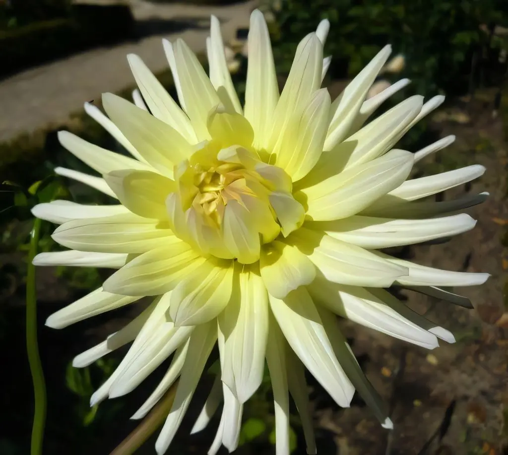 Dahlia Shooting Star Tubers
