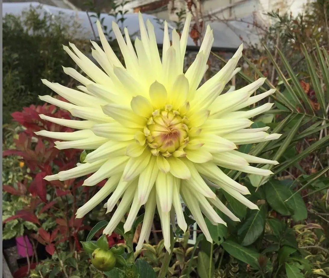 Dahlia Shooting Star Tubers