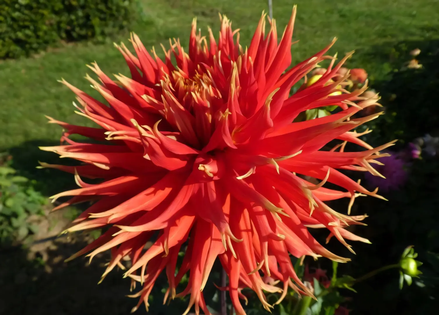 Dahlia Show ‘n’ Tell Tubers