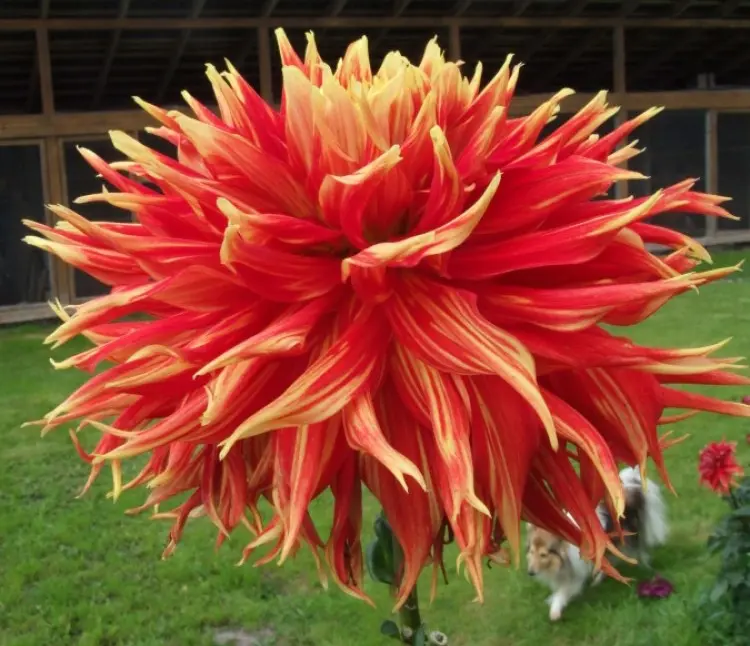 Dahlia Show ‘n’ Tell Tubers