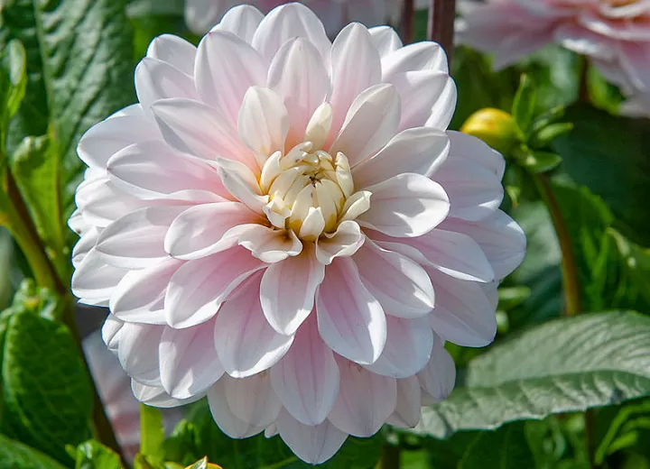 Dahlia Silver Years Tubers