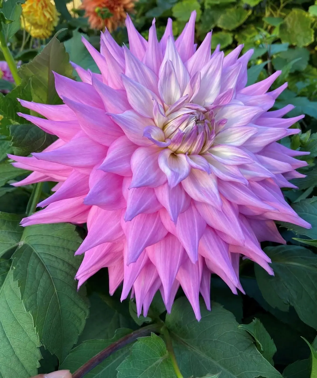 Dahlia Sir Alf Ramsey Tubers