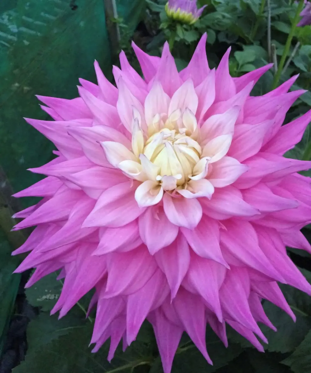 Dahlia Sir Alf Ramsey Tubers