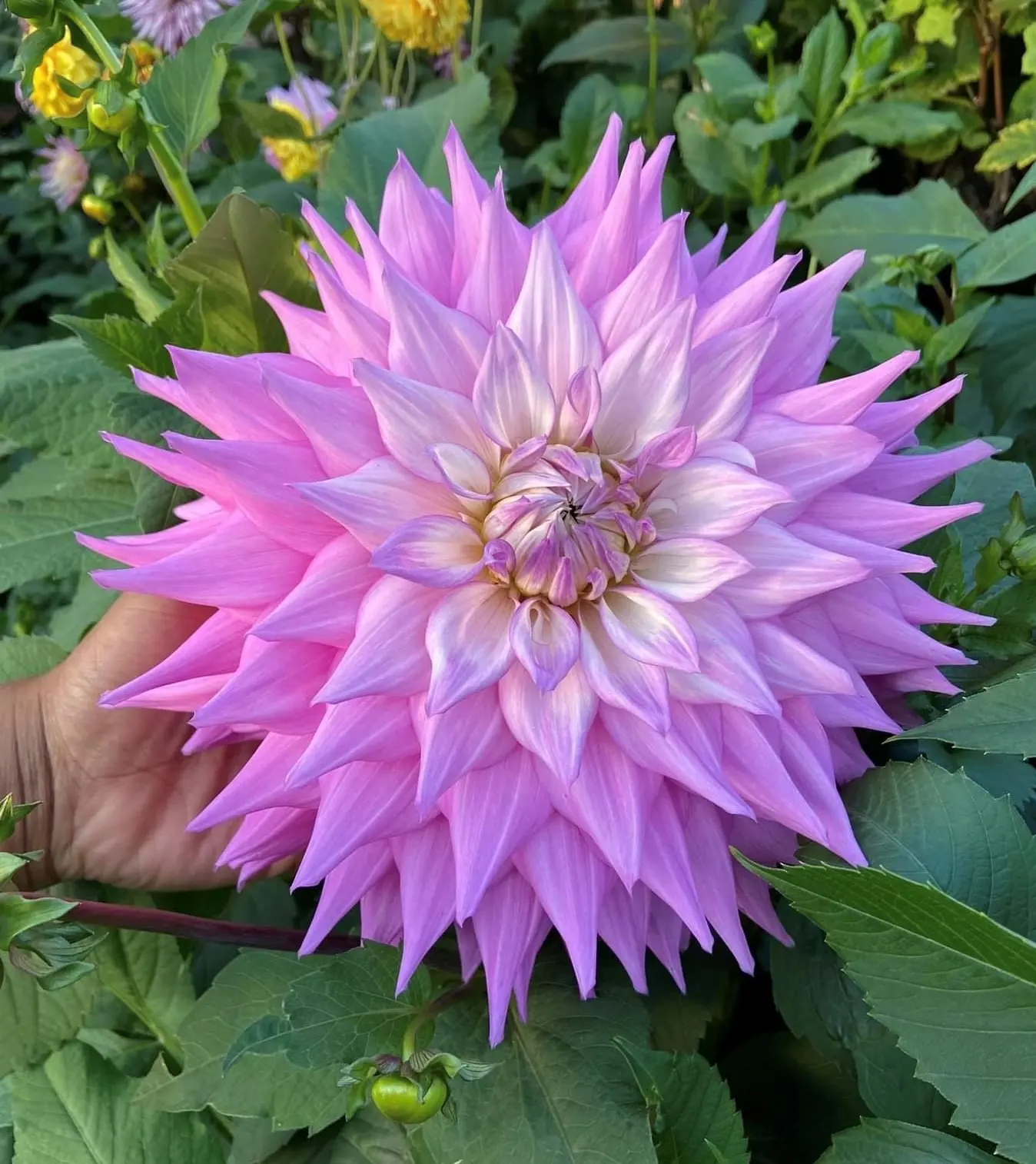 Dahlia Sir Alf Ramsey Tubers - Image 2