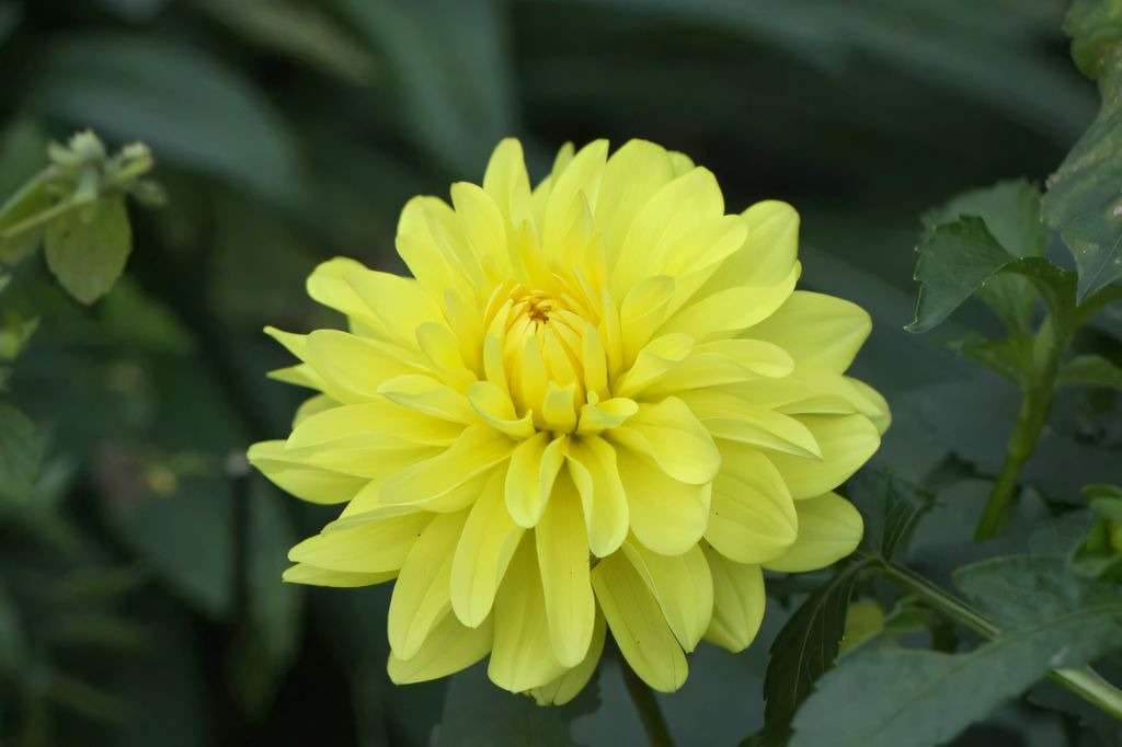 Dahlia Sisa Tubers - Image 2