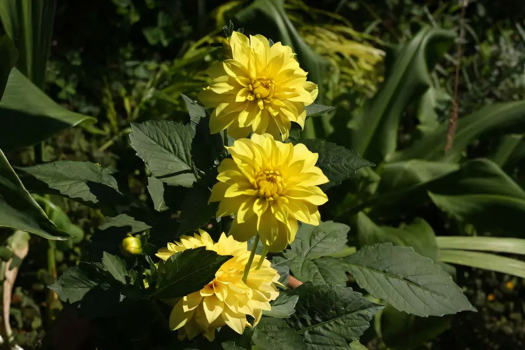Dahlia Sisa Tubers