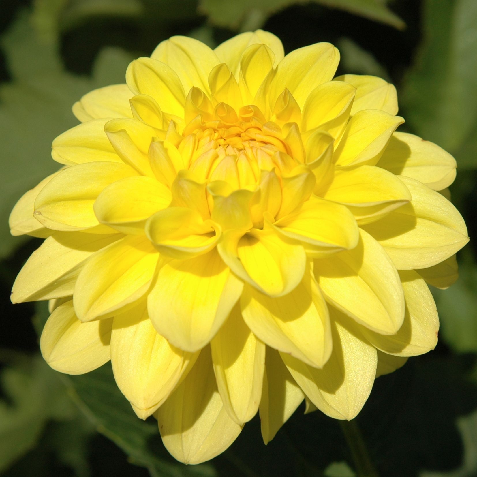 Dahlia Sisa Tubers