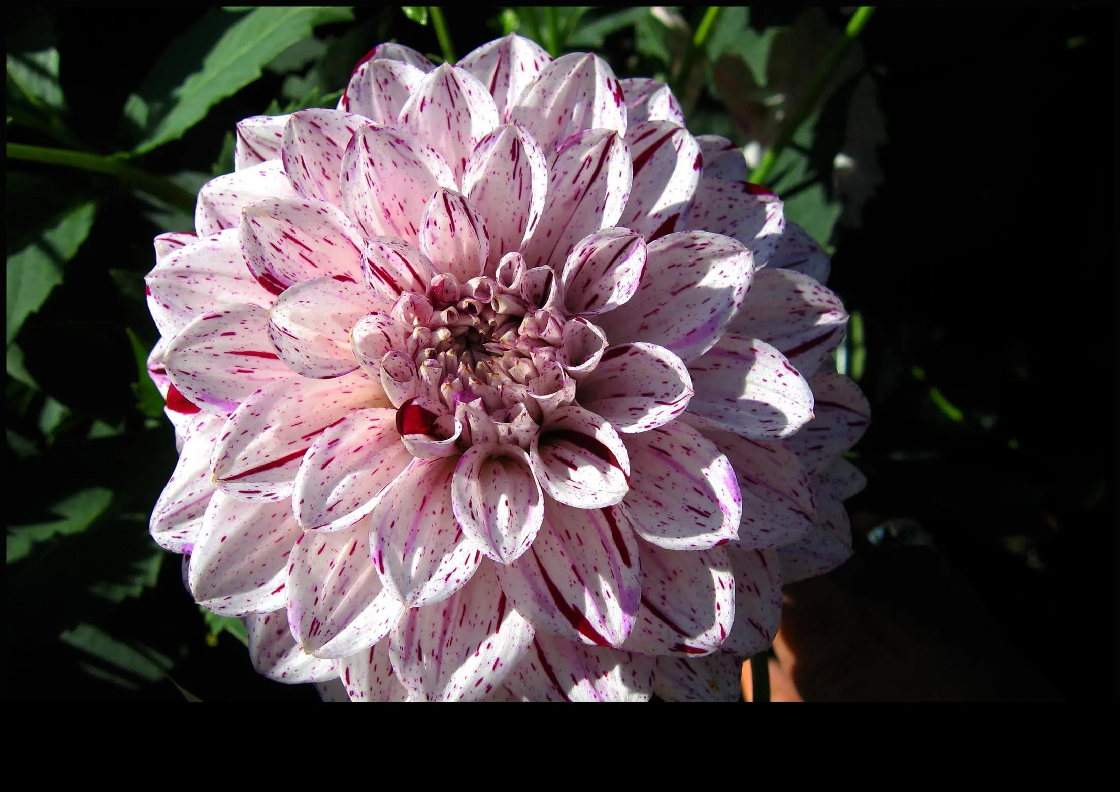 Dahlia Smokey Tubers