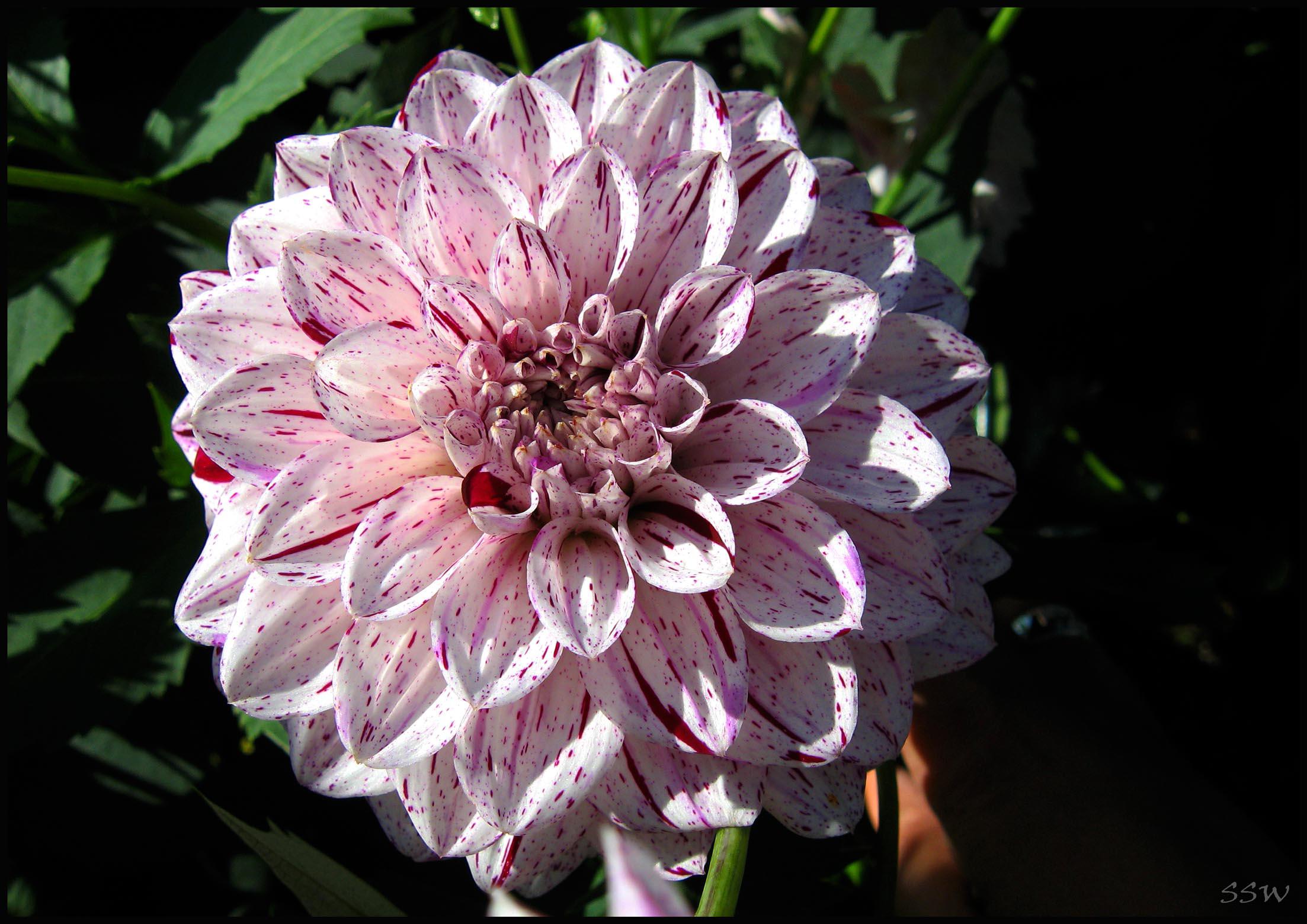 Dahlia Smokey Tubers