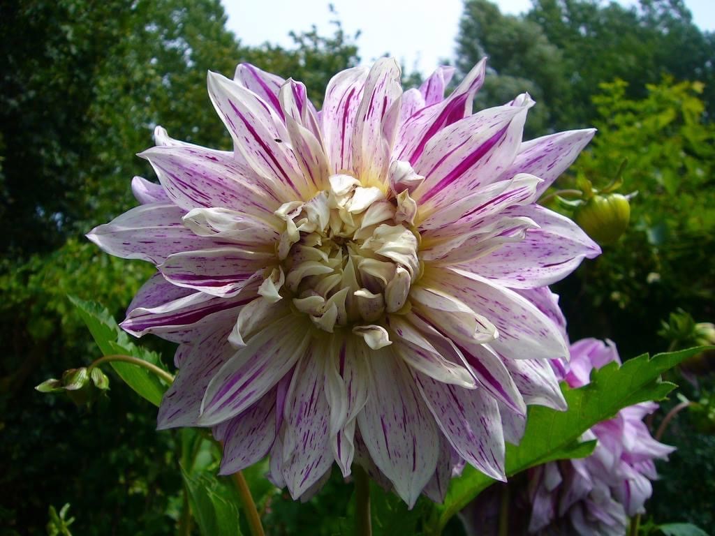 Dahlia Smokey Tubers