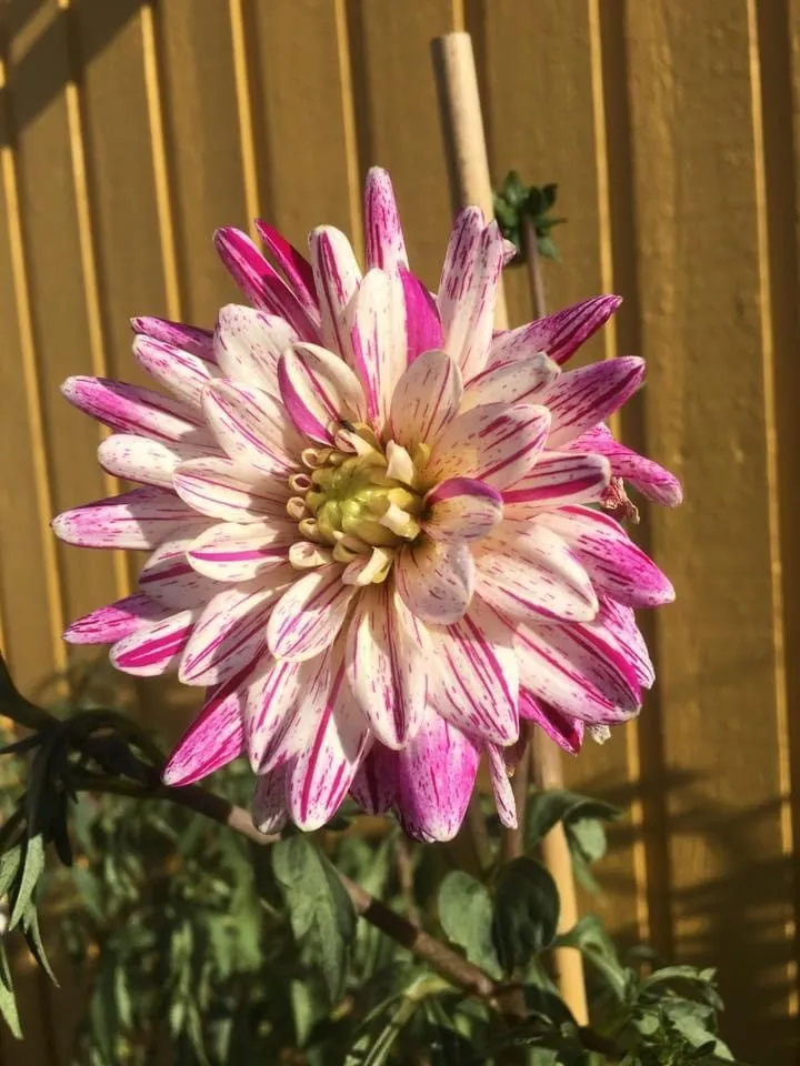 Dahlia Smokey Tubers