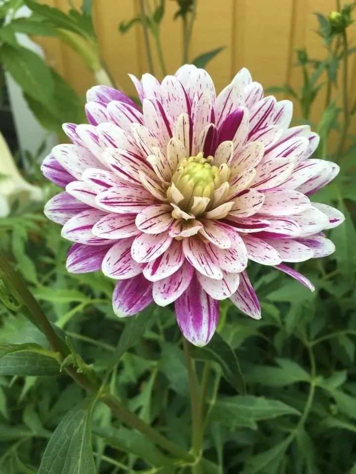 Dahlia Smokey Tubers