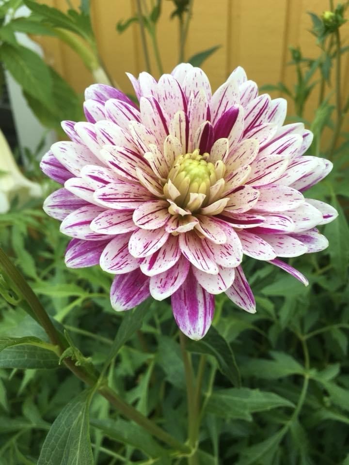 Dahlia Smokey Tubers