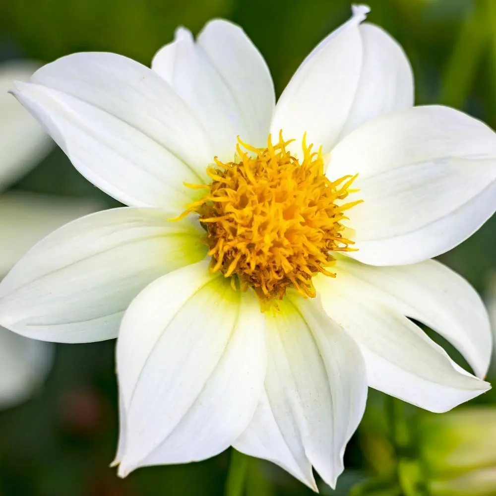 Dahlia Sneezy Tubers