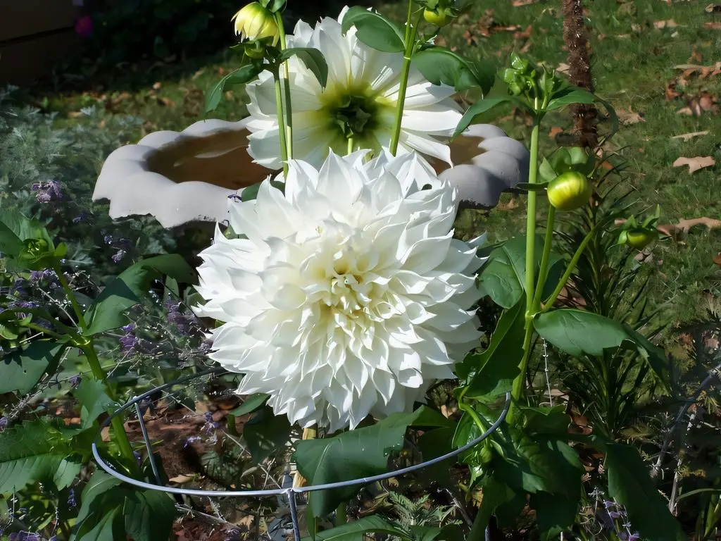 Dahlia Snow Country Tubers