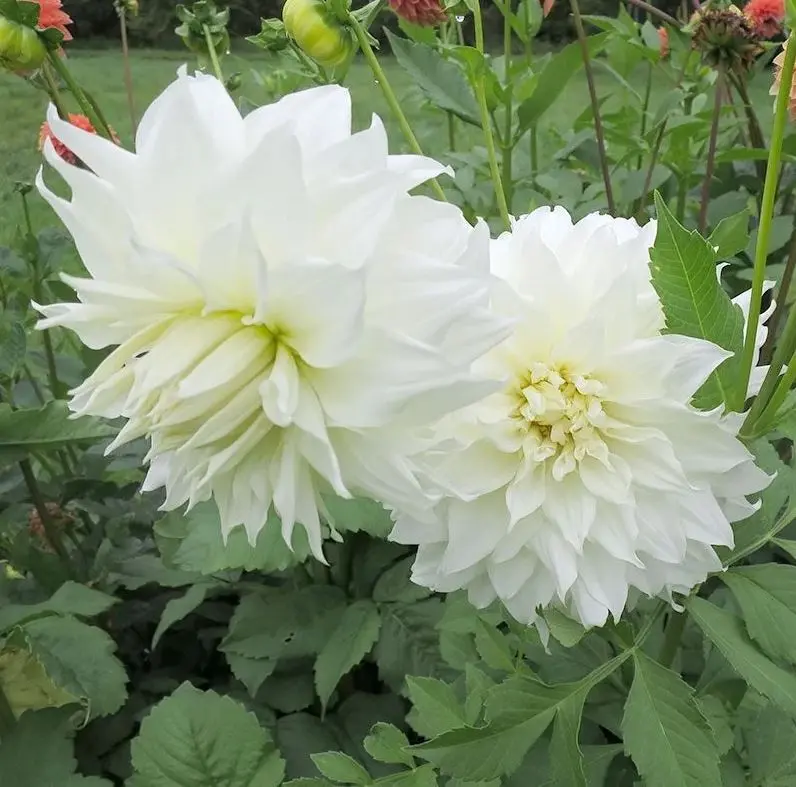 Dahlia Snow Country Tubers
