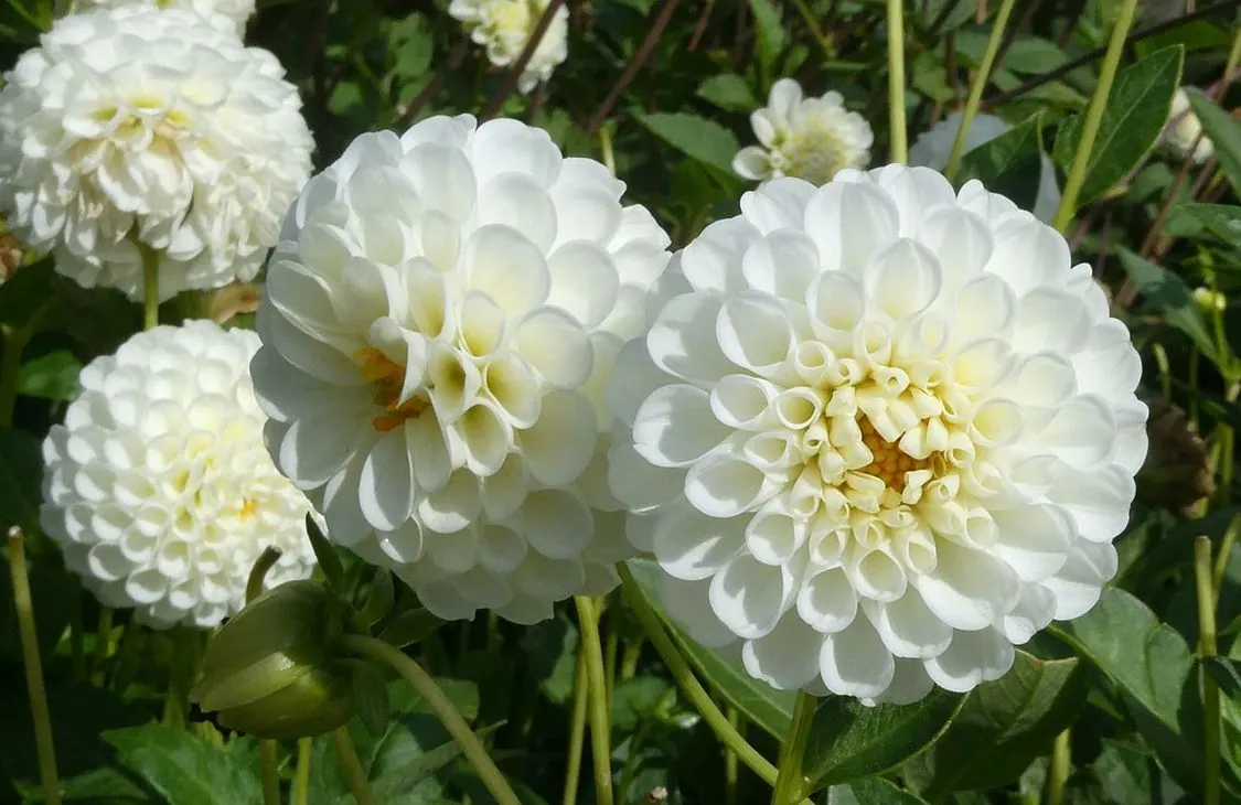 Dahlia Snowflake Tubers - Image 2