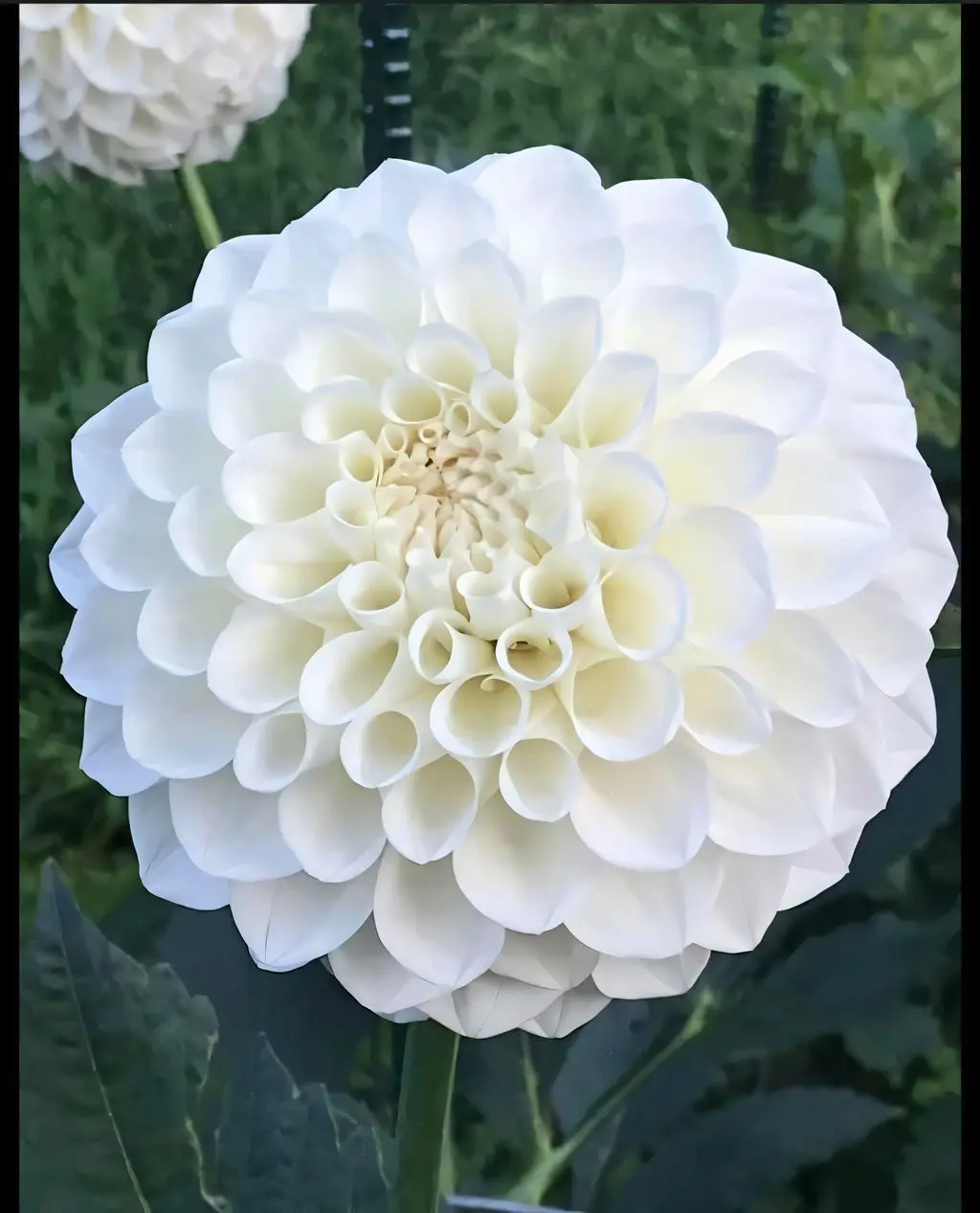 Dahlia Snowflake Tubers