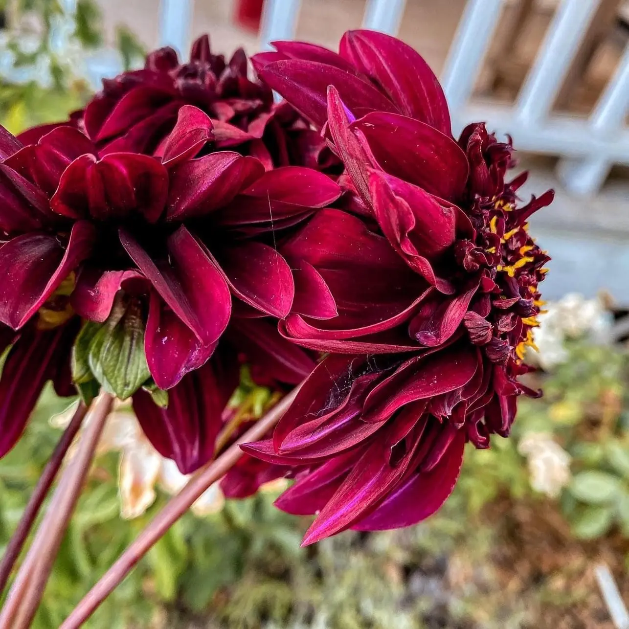 Dahlia Soulman Tubers