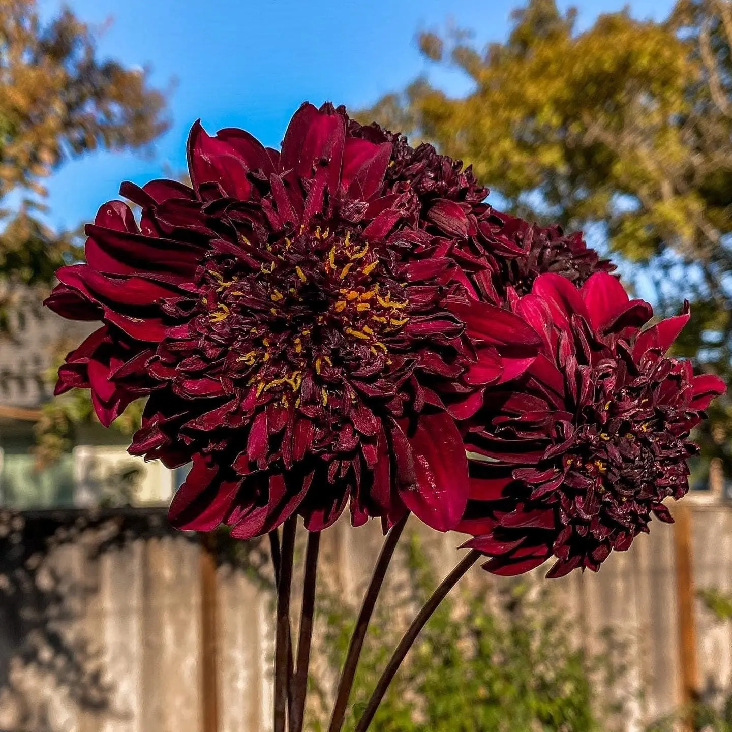 Dahlia Soulman Tubers