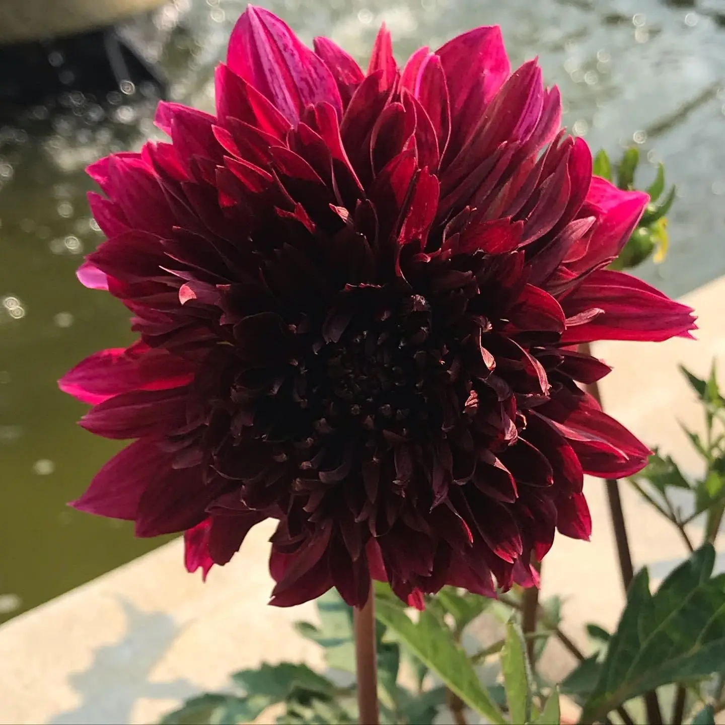 Dahlia Soulman Tubers