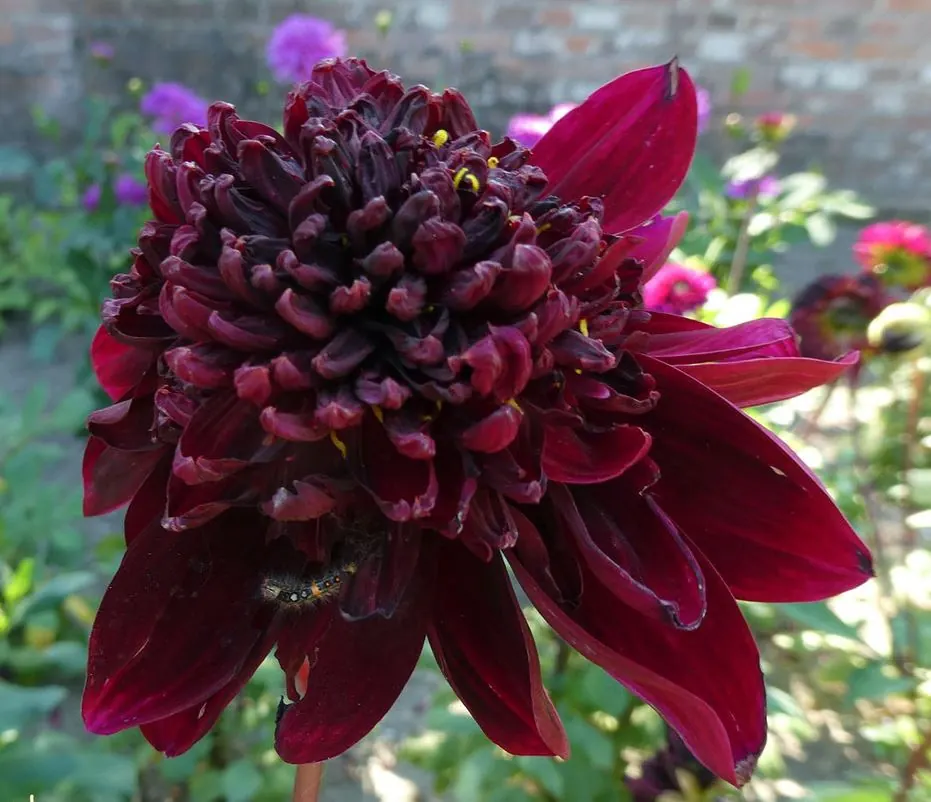 Dahlia Soulman Tubers