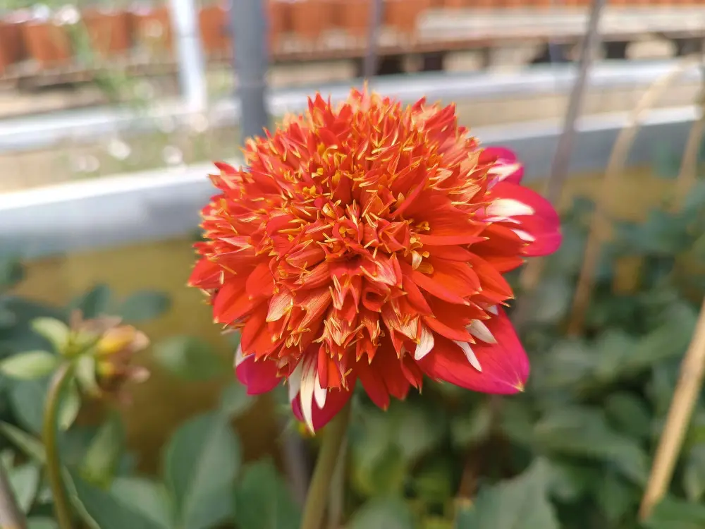 Dahlia Speech Tubers