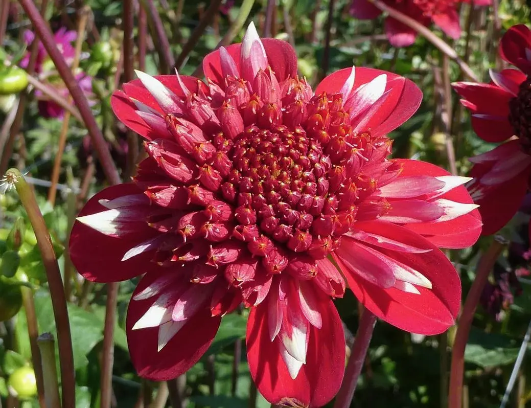 Dahlia Speech Tubers