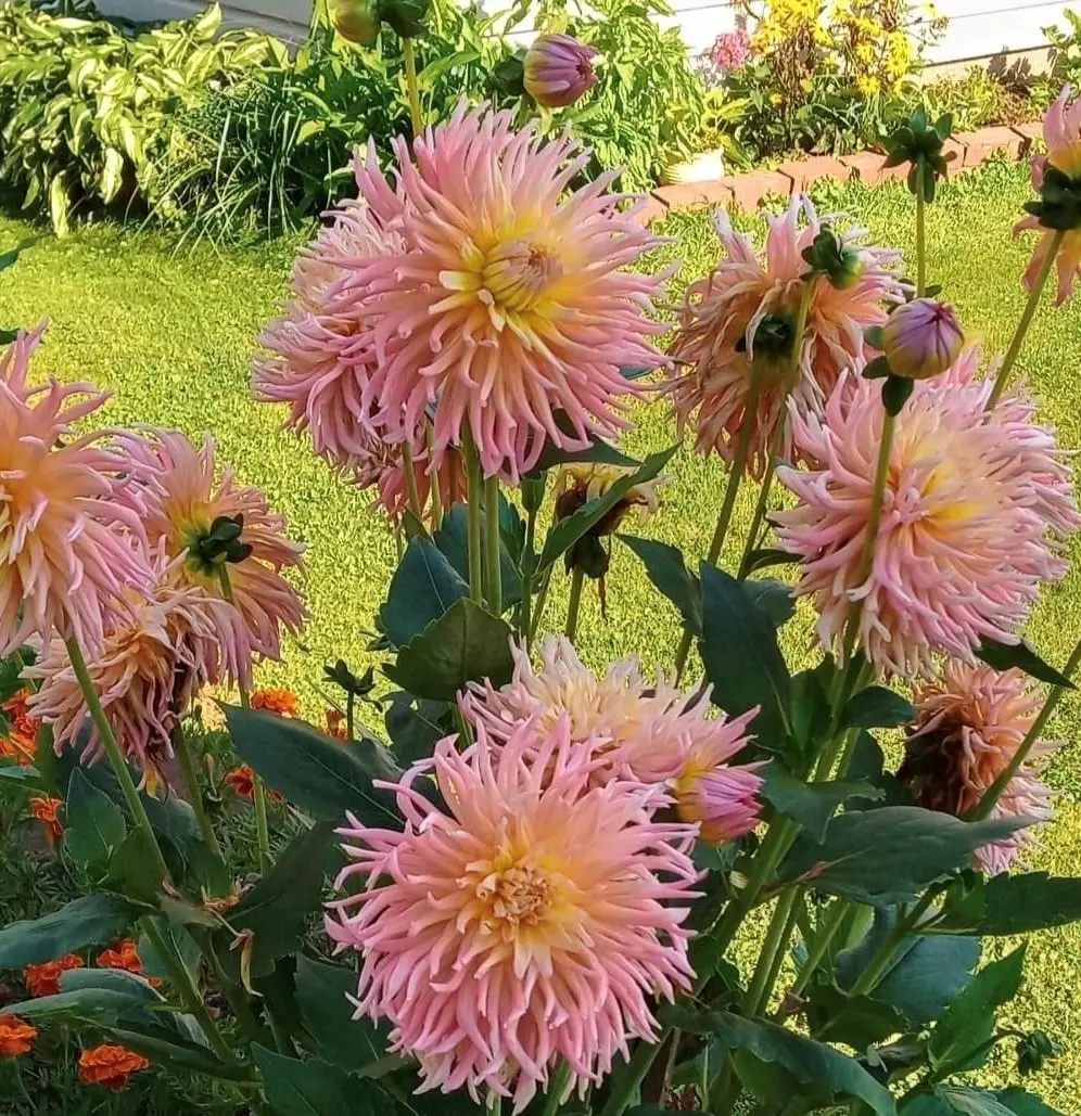 Dahlia Star Elite Tubers