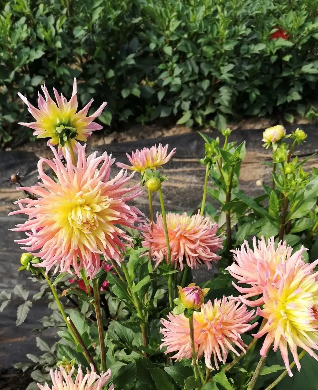 Dahlia Star Elite Tubers - Image 2