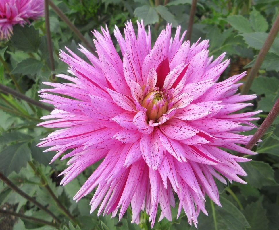 Dahlia Striped Ambition Tubers