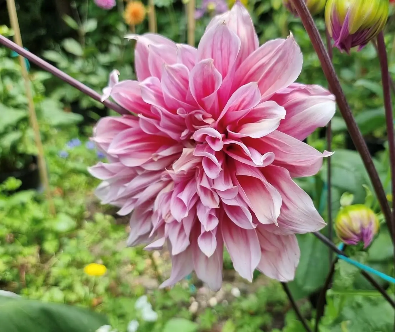 Dahlia Striped Emory Paul Tubers
