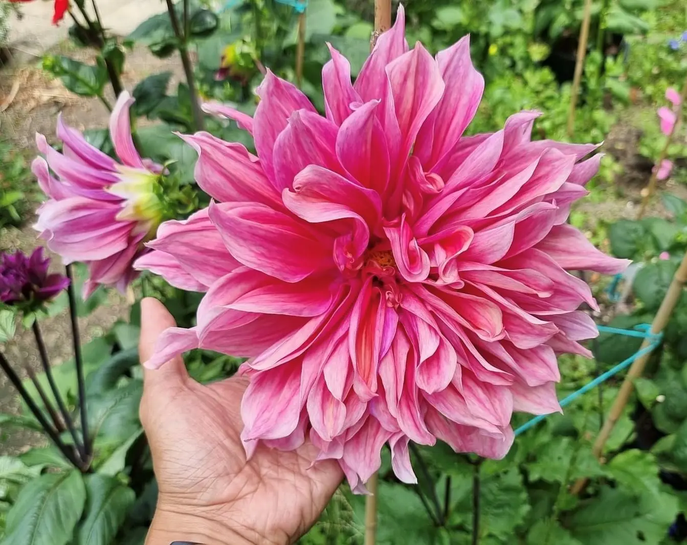 Dahlia Striped Emory Paul Tubers