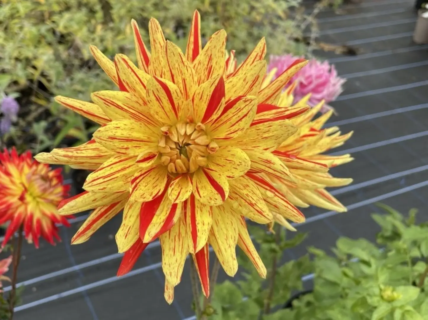 Dahlia Striped Vulcan Tubers