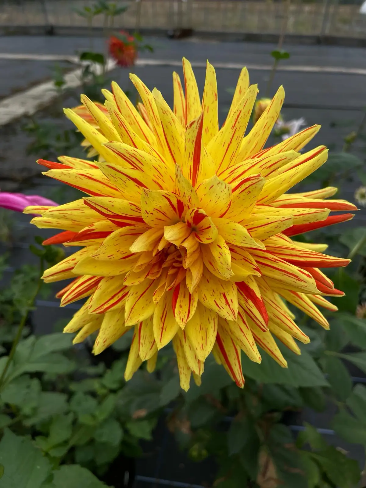 Dahlia Striped Vulcan Tubers