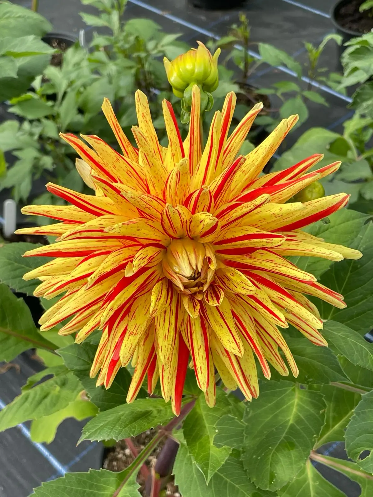 Dahlia Striped Vulcan Tubers