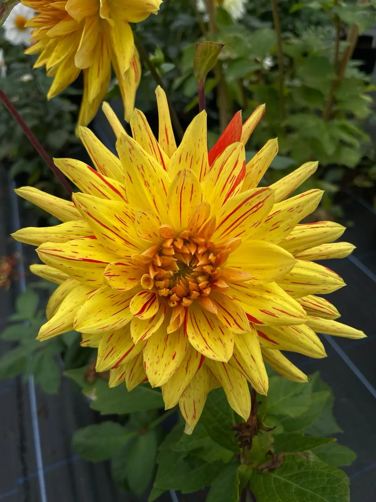 Dahlia Striped Vulcan Tubers