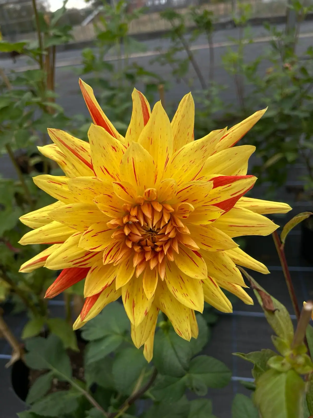 Dahlia Striped Vulcan Tubers