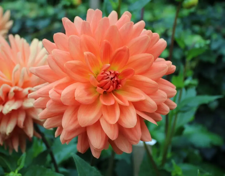 Dahlia Summer Flame Tubers