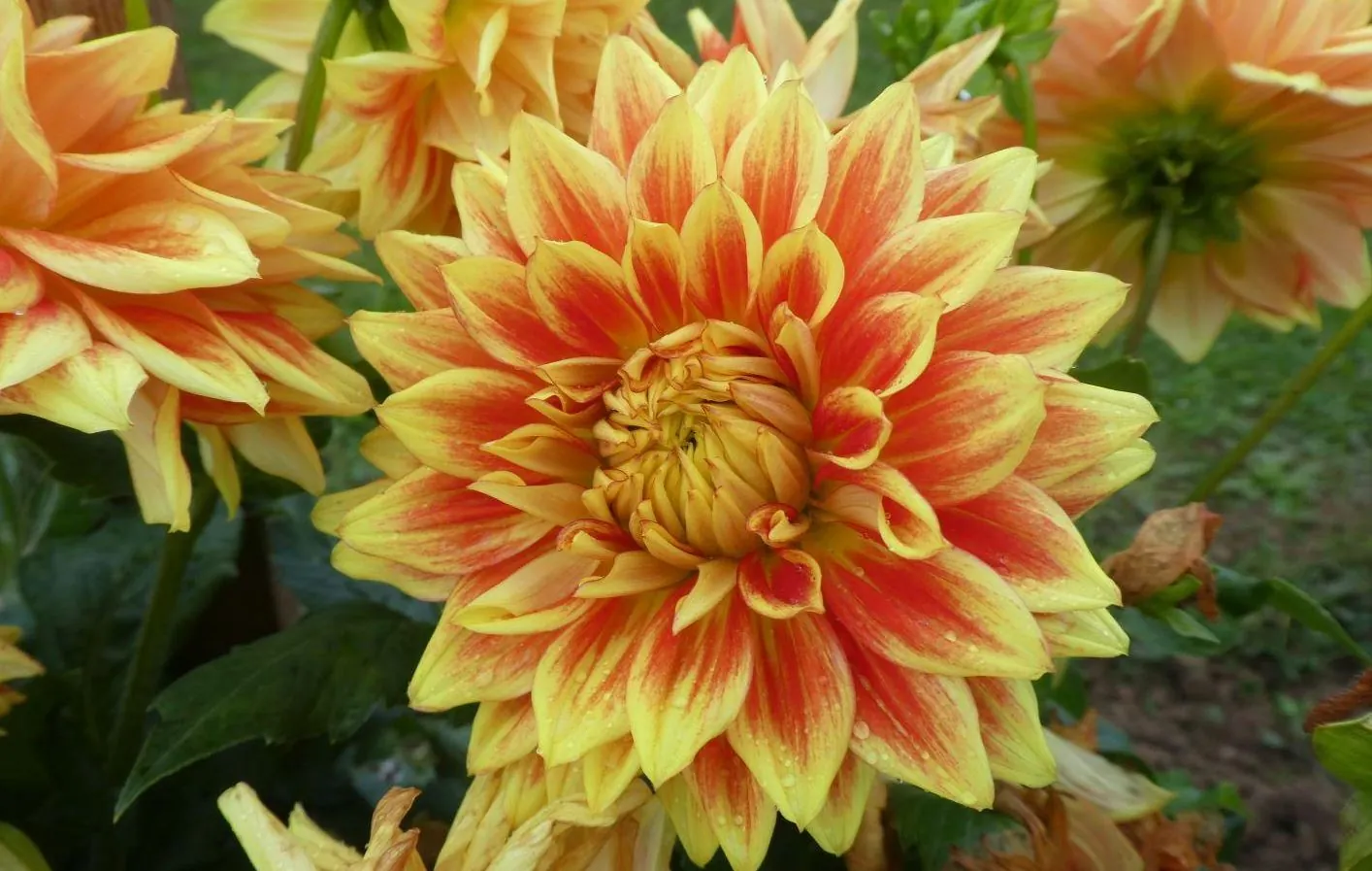 Dahlia Sun Explosion Tubers