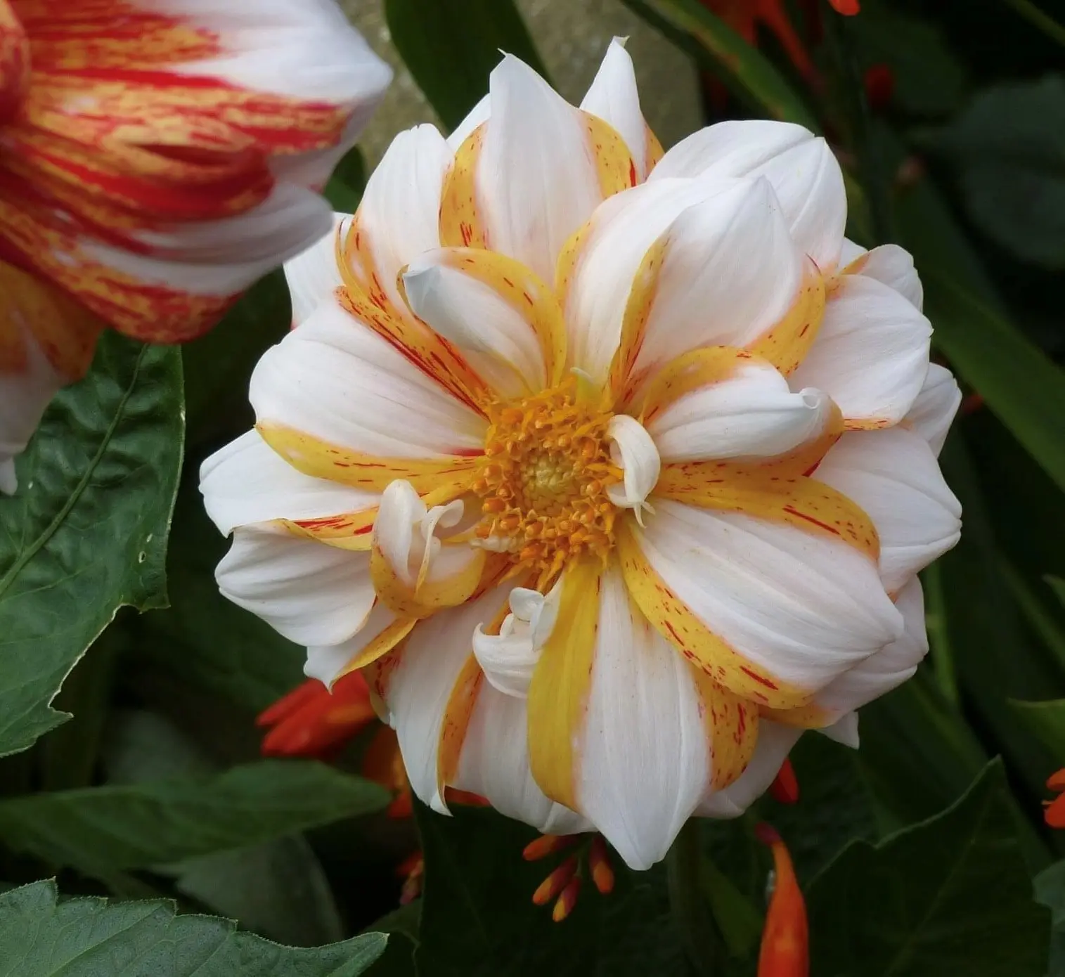 Dahlia Sun & Ice Tubers