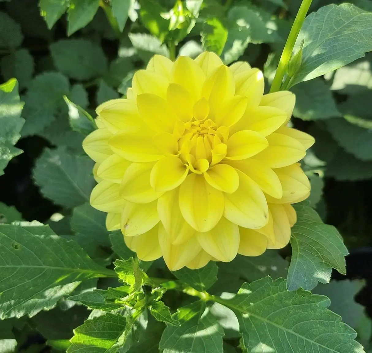 Dahlia Sun Lady Tubers