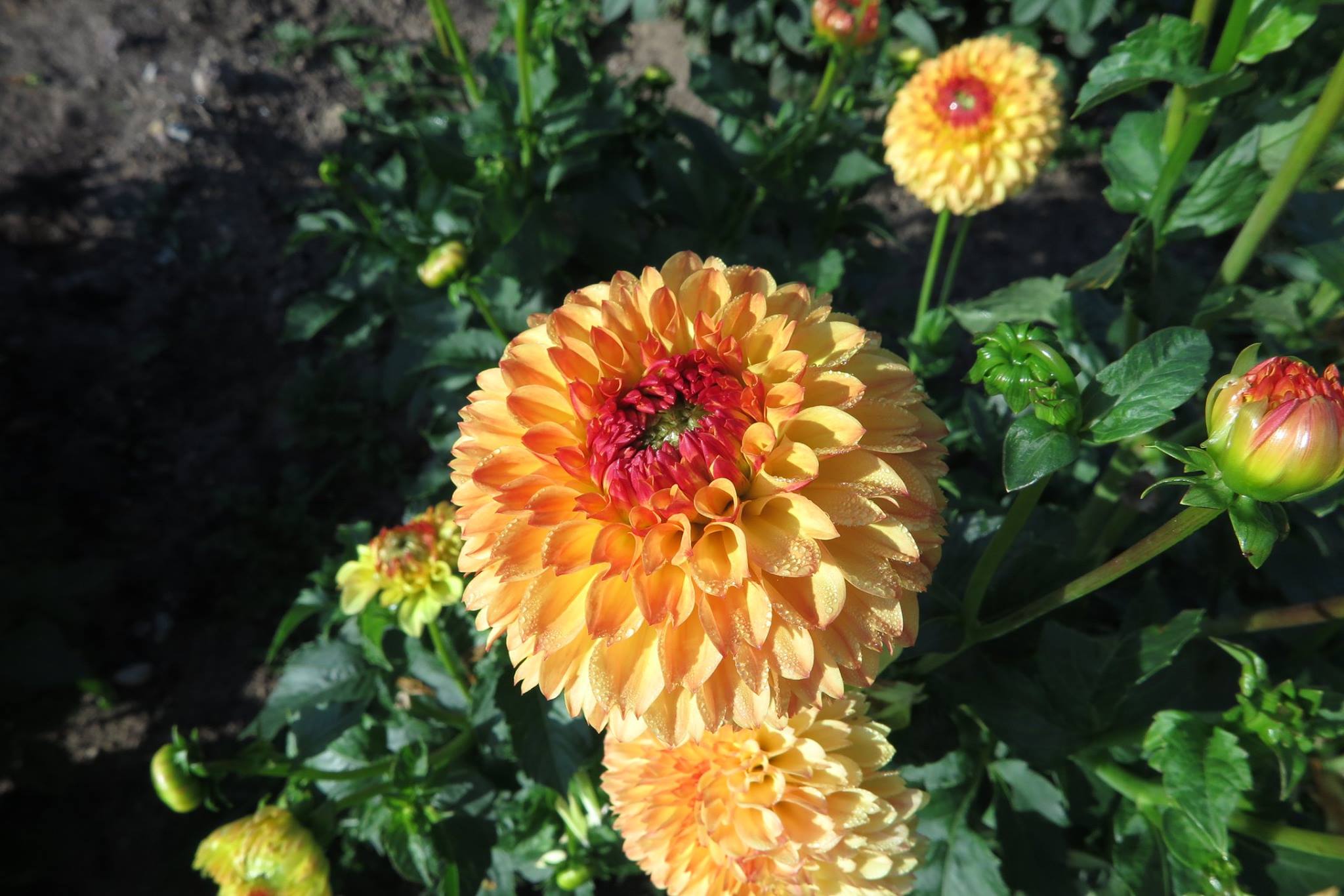 Dahlia Sunny Boy Tubers