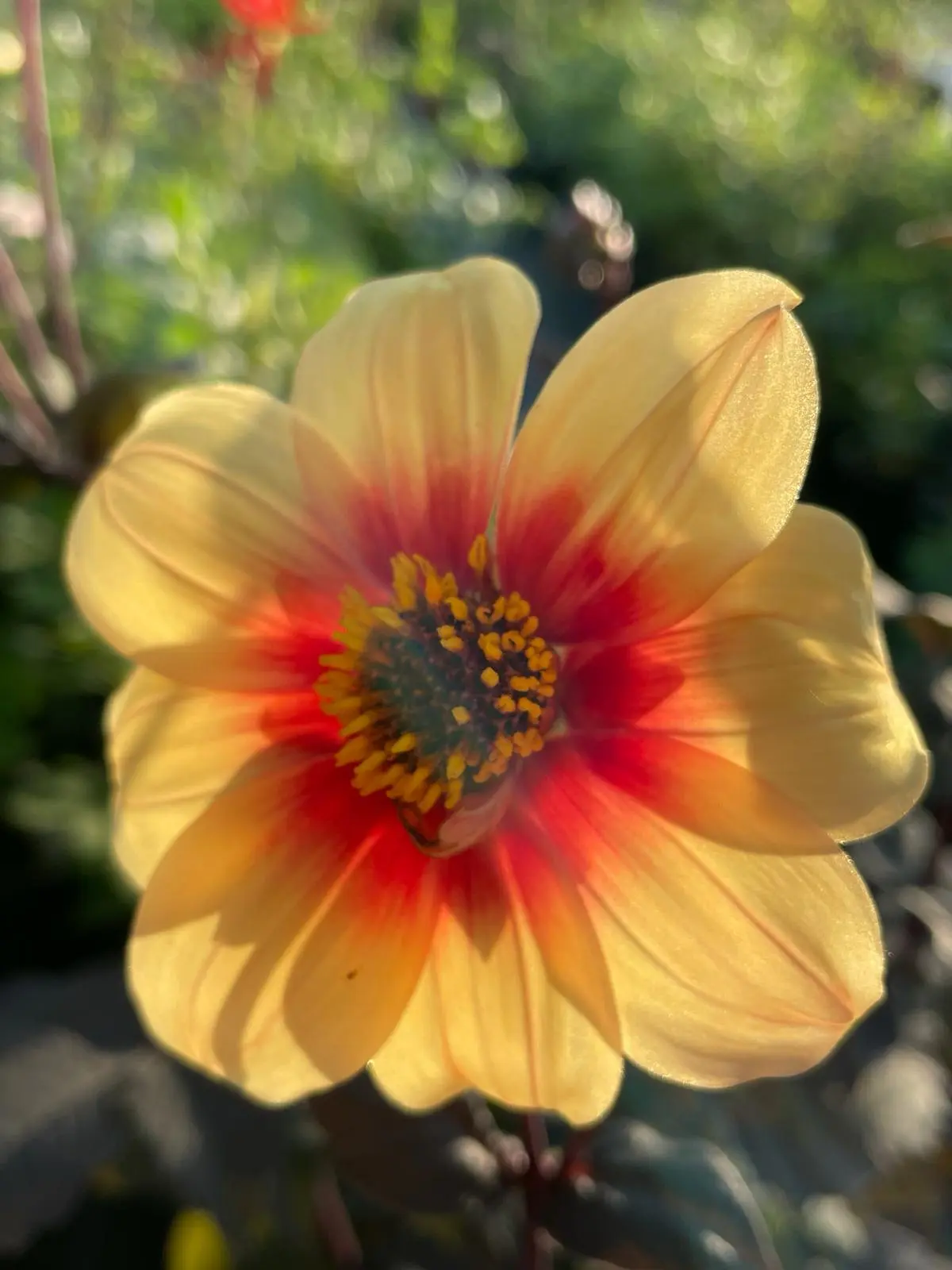 Dahlia Sunshine Tubers