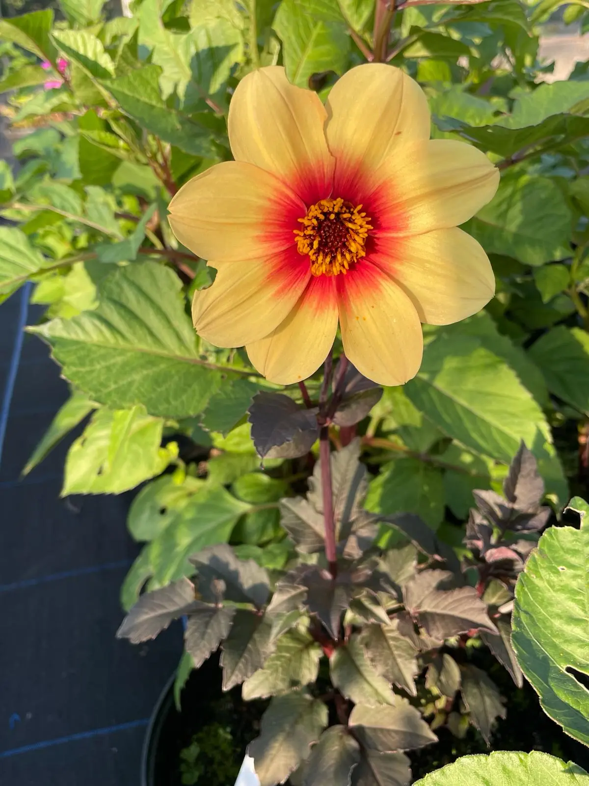 Dahlia Sunshine Tubers