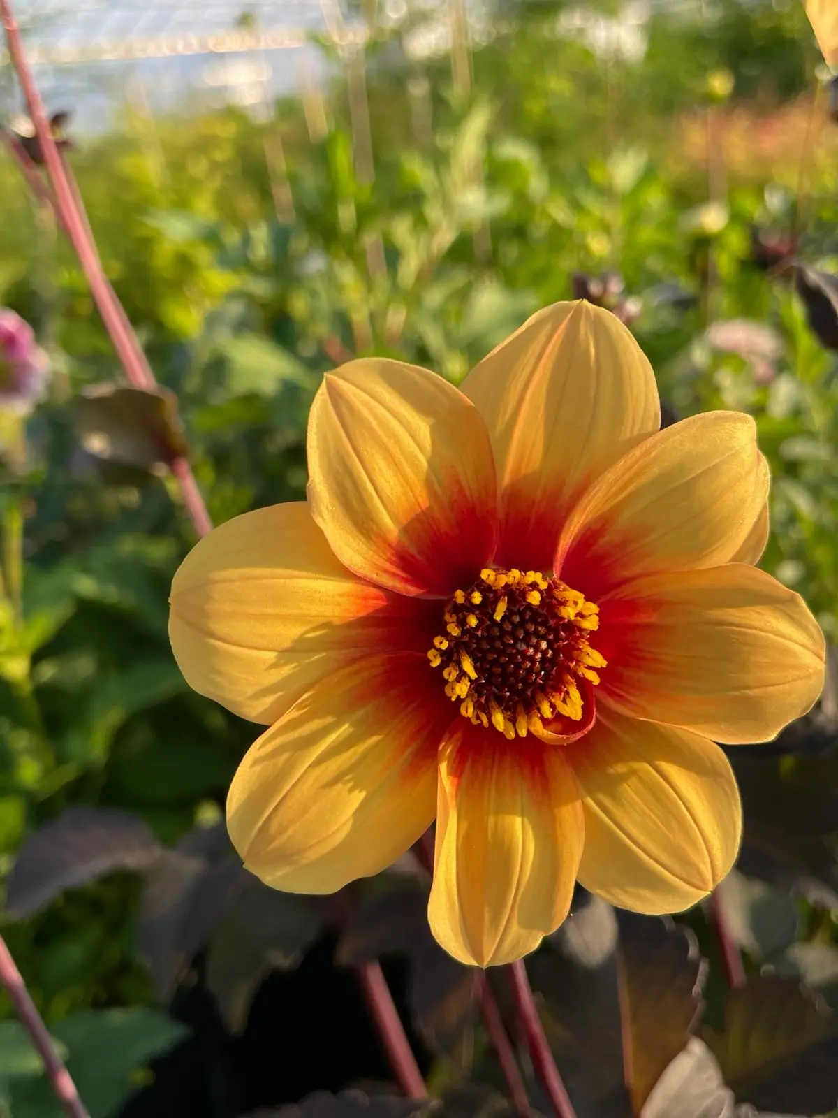 Dahlia Sunshine Tubers
