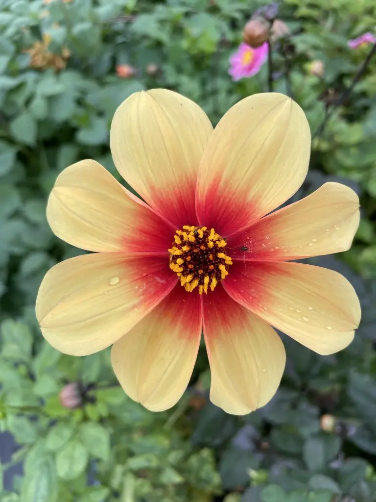 Dahlia Sunshine Tubers