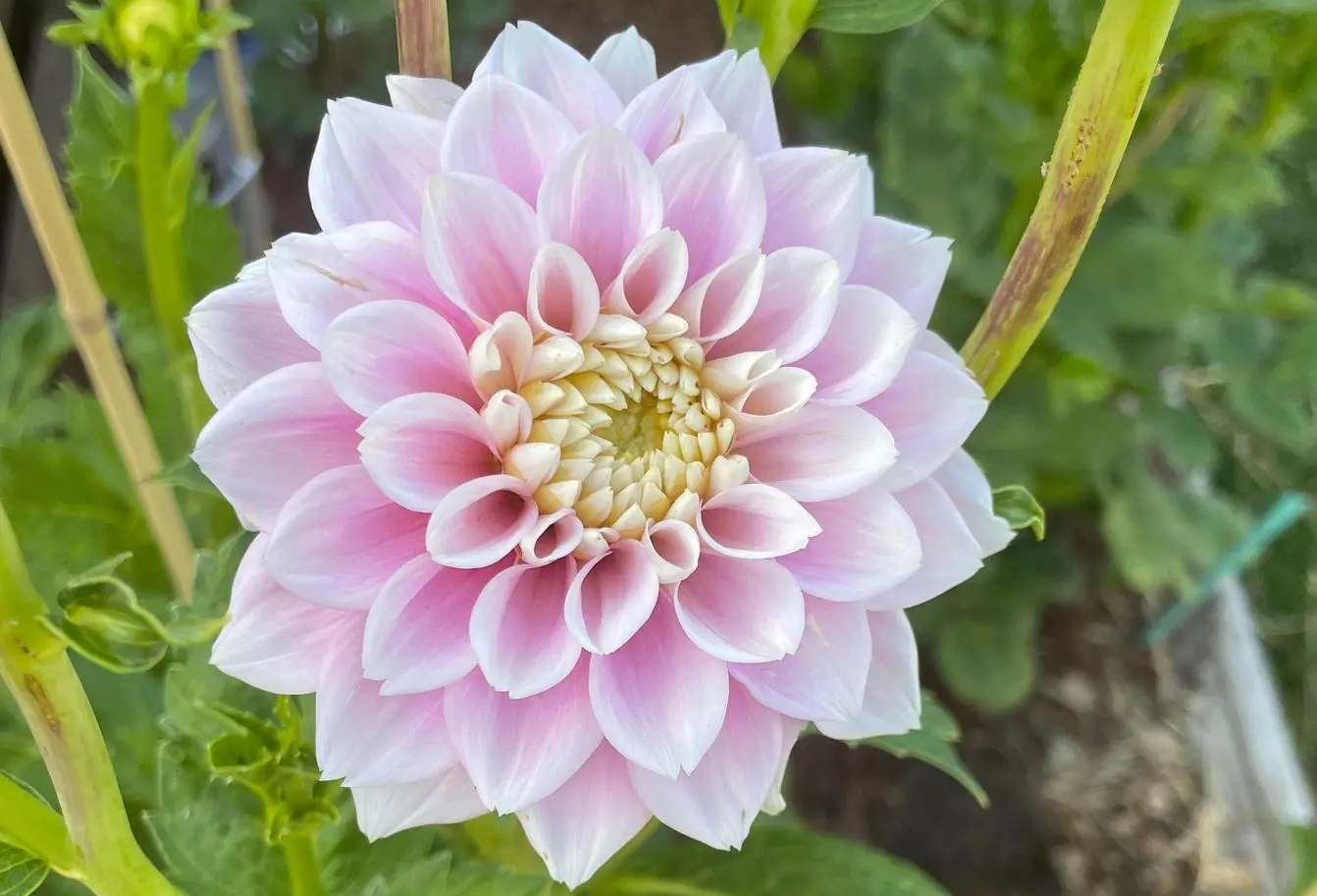 Dahlia Sweet Love Tubers
