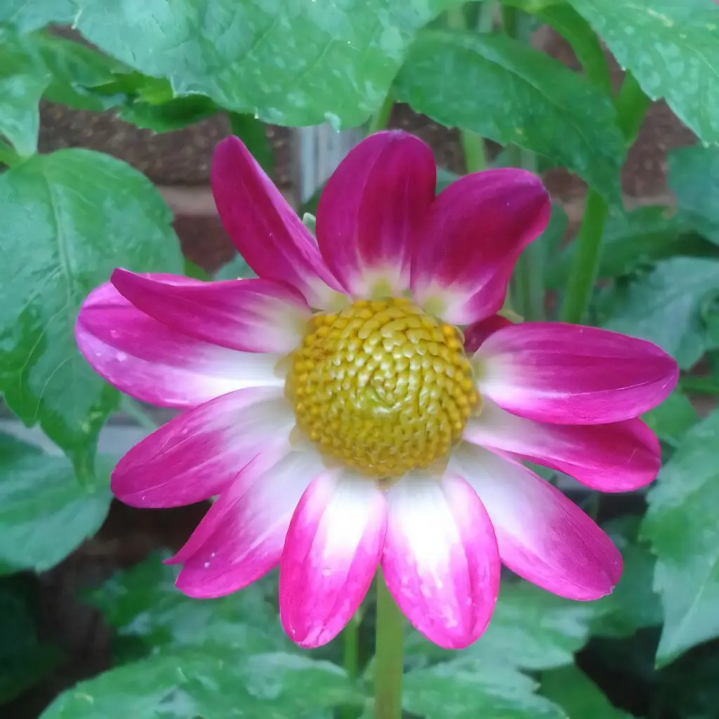 Dahlia Sweetheart Tubers