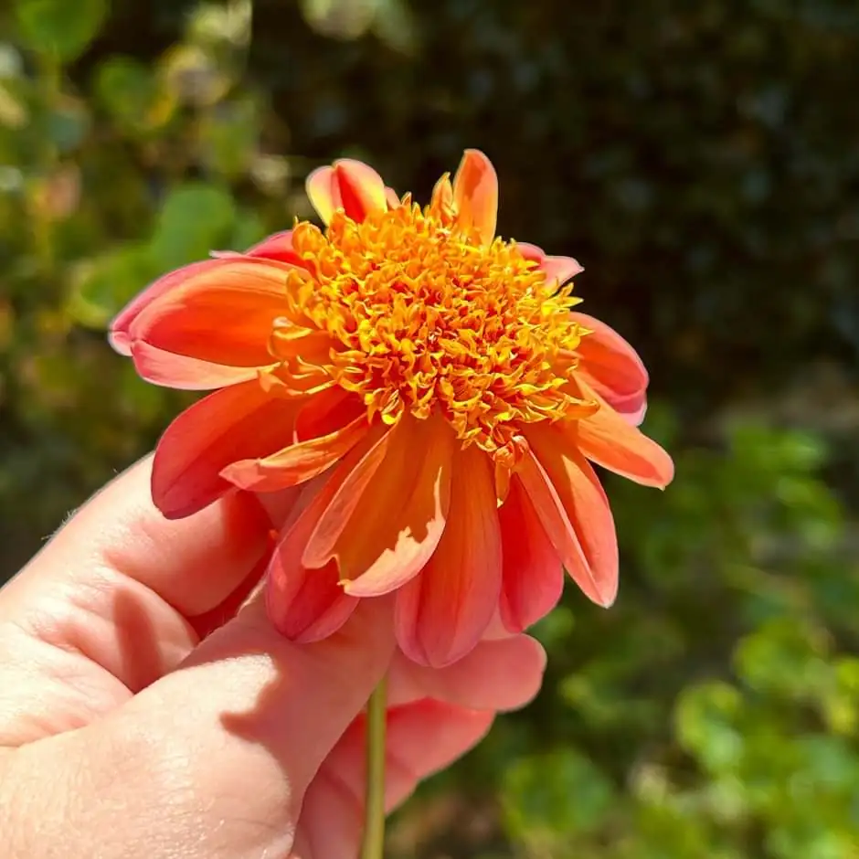 Dahlia Sword Dance Tubers